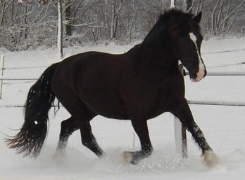 inger draf in de sneeuw